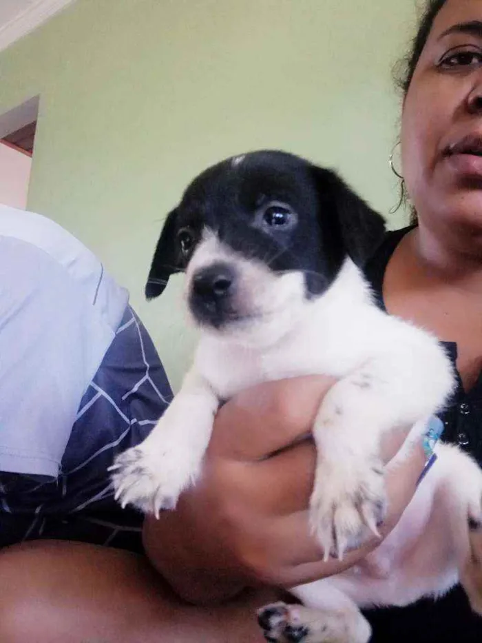 Cachorro ra a Sem Raça Definida idade  nome Sem.nome