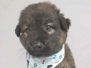 Cachorro raça SRD idade Abaixo de 2 meses nome Urso