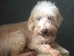 Cachorro raça Mix Poodle idade 2 anos nome Théo