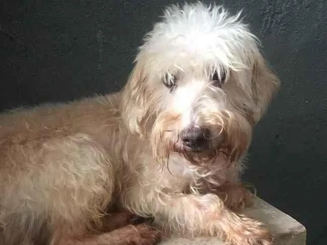 Cachorro ra a Mix Poodle idade 2 anos nome Théo