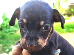 Cachorro raça Srd idade Abaixo de 2 meses nome Srd