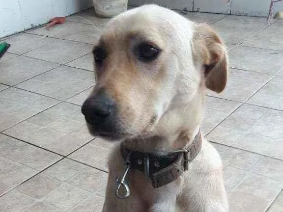 Cachorro raça Srd idade 1 ano nome Ana