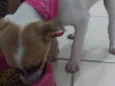 Princesa