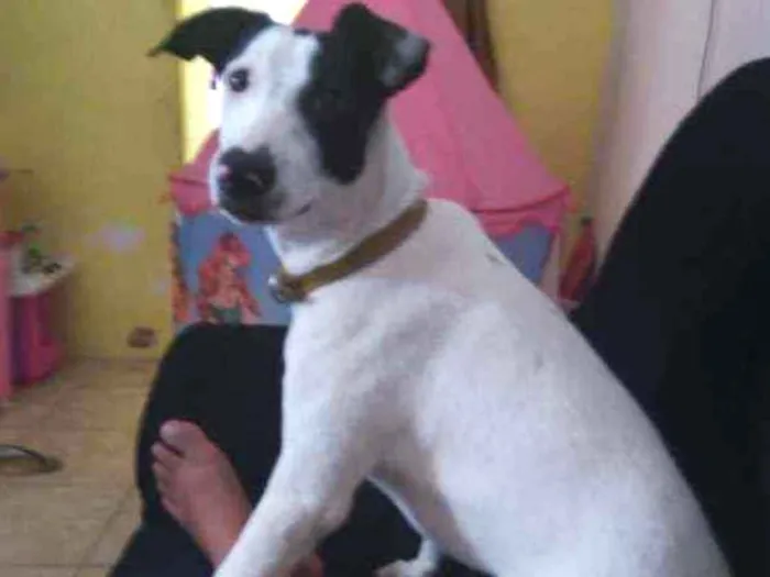 Cachorro ra a Srd idade 7 a 11 meses nome José