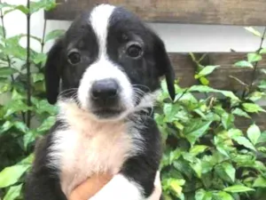 Cachorro raça Sem Raça Definida idade Abaixo de 2 meses nome Sem nome