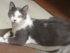 Gato raça SRD-ViraLata idade 6 ou mais anos nome Moses