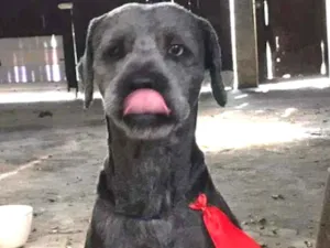 Cachorro raça Poodle ( mestiço) idade 2 anos nome Rick 