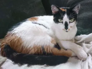 Gato raça SRD-ViraLata idade 6 ou mais anos nome Catarina