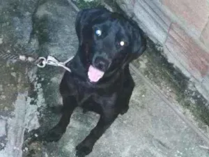Cachorro raça Labrador / bace idade 1 ano nome Pretinha