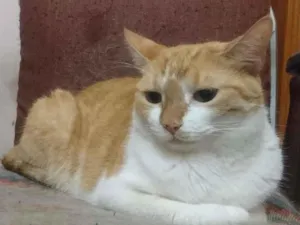 Gato raça SRD-ViraLata idade 4 anos nome Joana