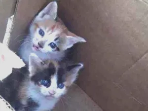 Gato raça Sem raça definida  idade Abaixo de 2 meses nome Mel 