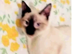 Gato raça SIAMES idade 2 a 6 meses nome JULIANO