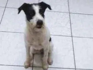 Cachorro raça SRD idade 2 a 6 meses nome ZÔE