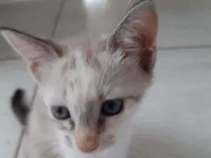 Gato raça SRD idade Abaixo de 2 meses nome Zara