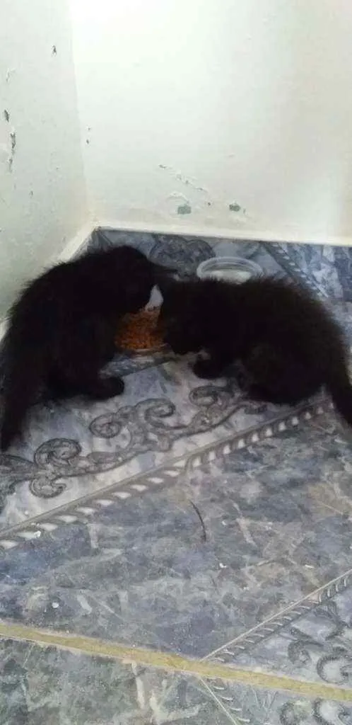 Gato raça Indefinida idade Abaixo de 2 meses nome Sem nime