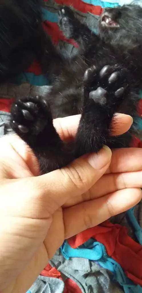 Gato raça Indefinida idade Abaixo de 2 meses nome Sem nime