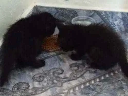 Gato raça Indefinida idade Abaixo de 2 meses nome Sem nime