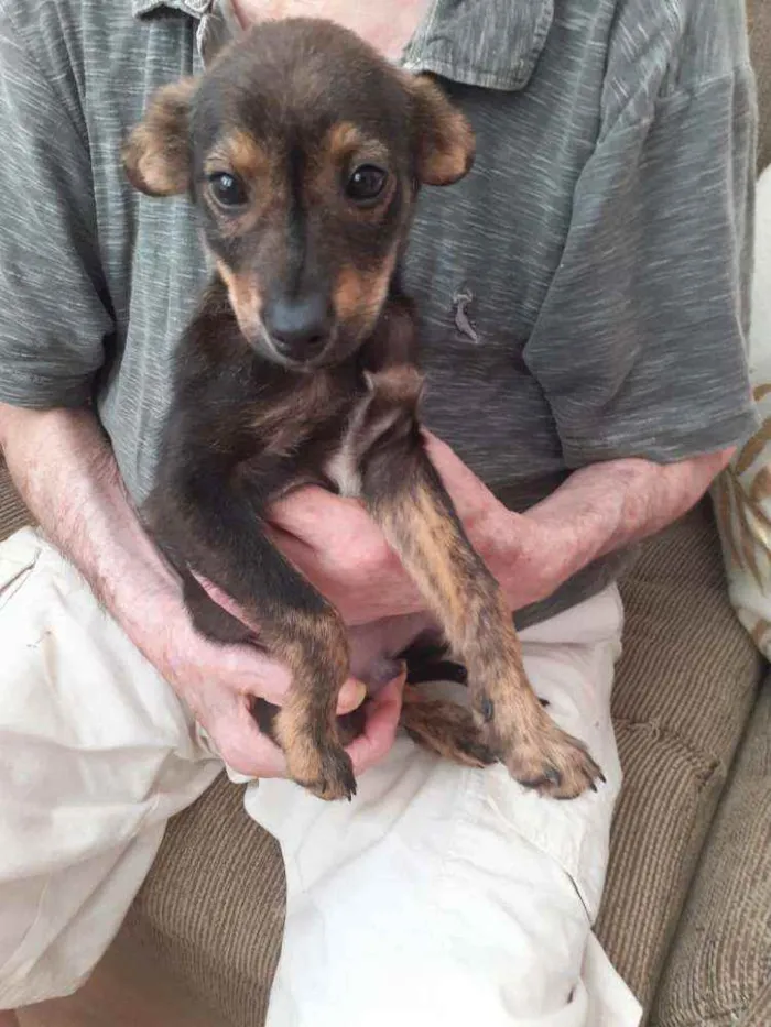 Cachorro raça SRD idade 2 a 6 meses nome Caio