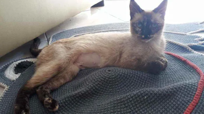 Gato raça SRD idade 2 a 6 meses nome Catarina 