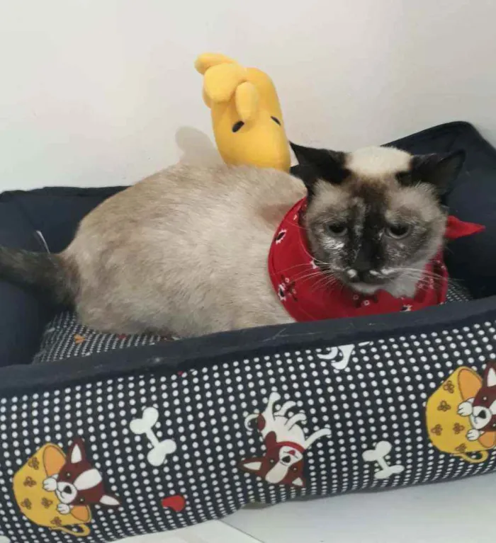 Gato raça SRD idade 2 a 6 meses nome Catarina 