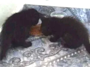 Gato raça Indefinida idade Abaixo de 2 meses nome Sem nime