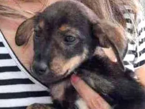 Cachorro raça SRD idade 2 a 6 meses nome Caio