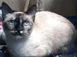 Gato raça SRD idade 2 a 6 meses nome Catarina 