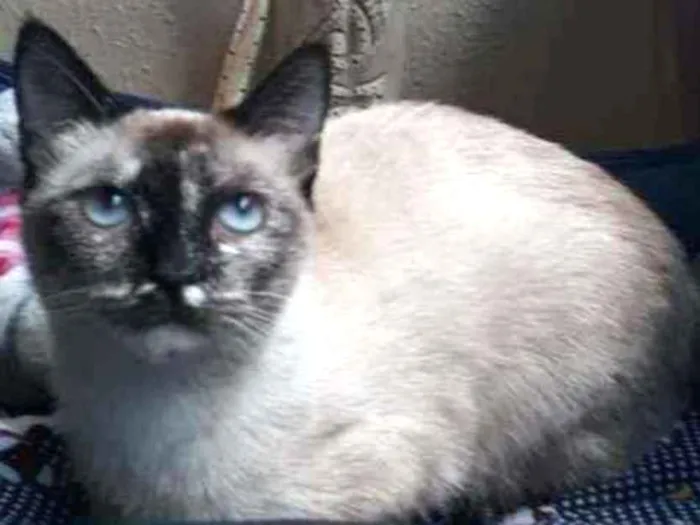 Gato raça SRD idade 2 a 6 meses nome Catarina 