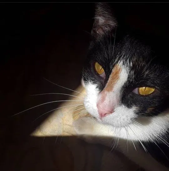 Gato raça vira lata idade 3 anos nome sem