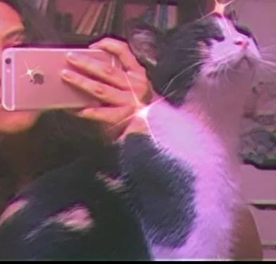 Gato raça vira lata idade 3 anos nome sem