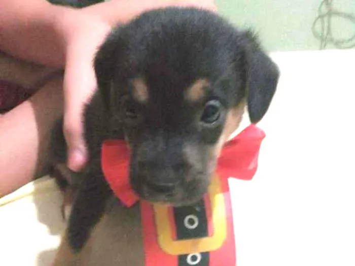 Cachorro ra a Sem Raça Definida idade  nome Sem.nome