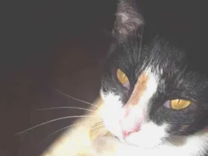 Gato raça vira lata idade 3 anos nome sem