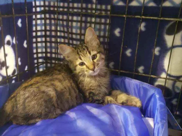 Gato raça Srd idade 2 a 6 meses nome Lui