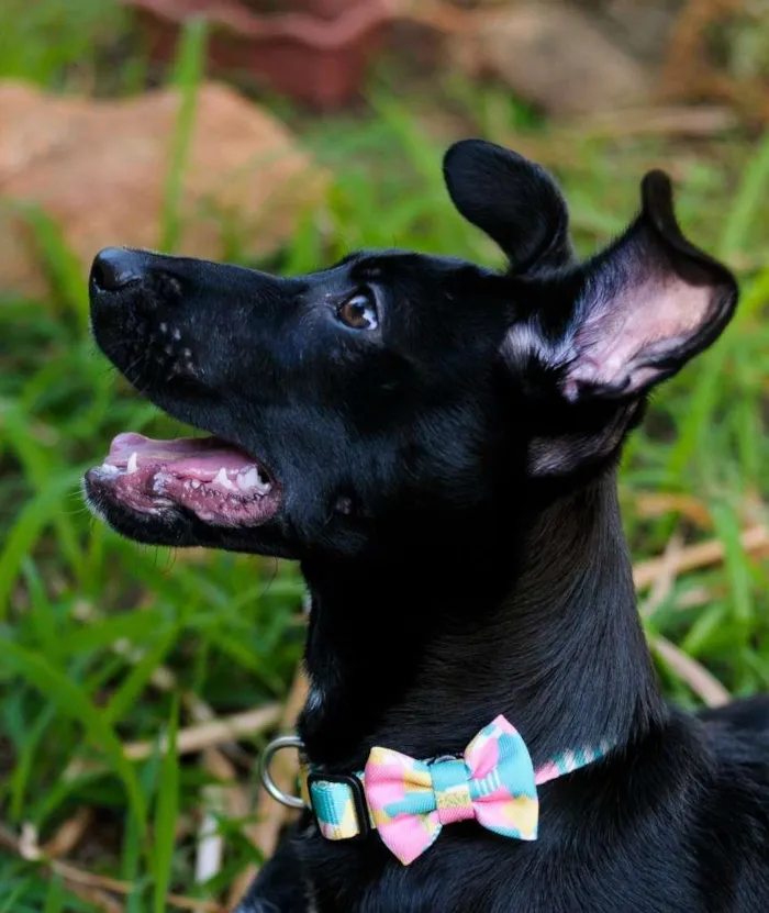 Cachorro ra a SRD-ViraLata idade 7 a 11 meses nome Bia