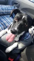 Chico