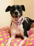 Chico