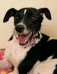 Chico