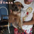 Marronzinha