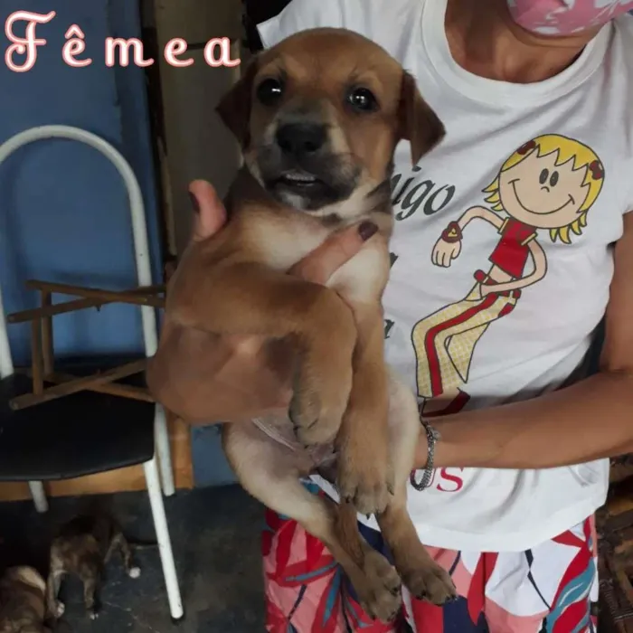 Cachorro ra a SRD-ViraLata idade Abaixo de 2 meses nome Marronzinha
