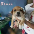 Caramelinda