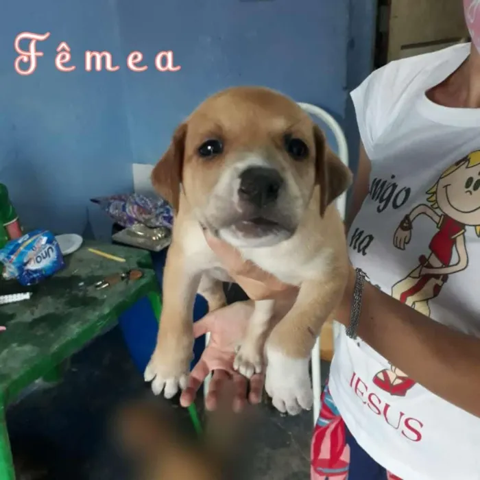 Cachorro ra a SRD-ViraLata idade Abaixo de 2 meses nome Caramelinda