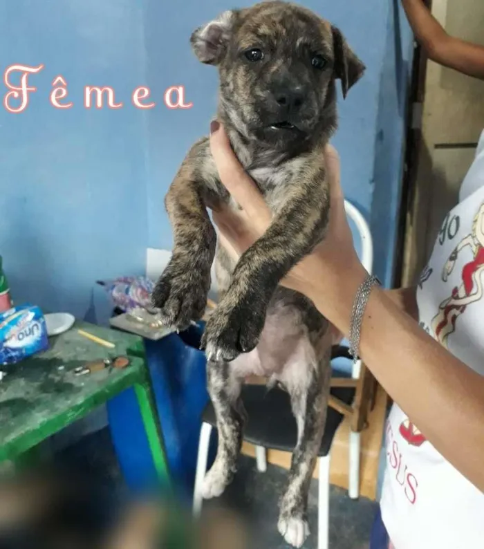 Cachorro ra a SRD-ViraLata idade Abaixo de 2 meses nome RajaBlack