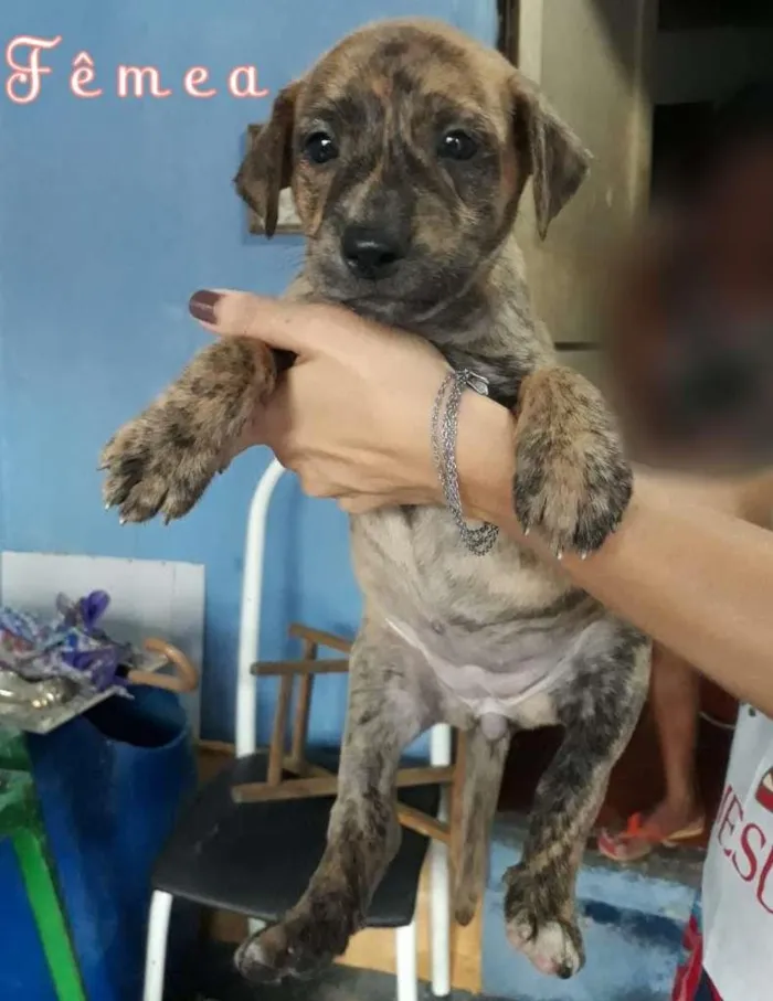 Cachorro ra a SRD-ViraLata idade Abaixo de 2 meses nome Rajamel