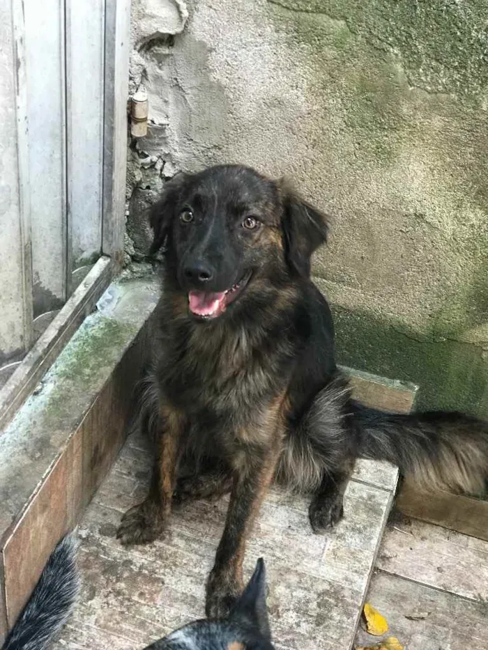 Cachorro ra a Sem raça definida  idade 1 ano nome Sarnenta 