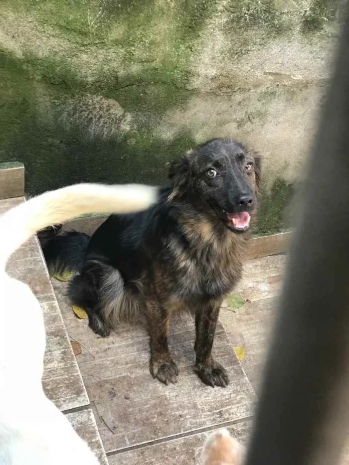 Cachorro ra a Sem raça definida  idade 1 ano nome Sarnenta 