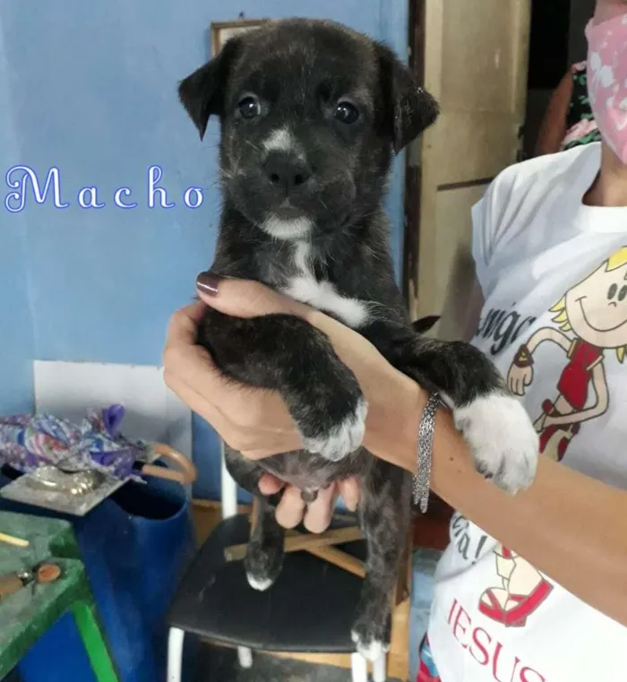 Cachorro ra a SRD-ViraLata idade Abaixo de 2 meses nome MichaelJackson