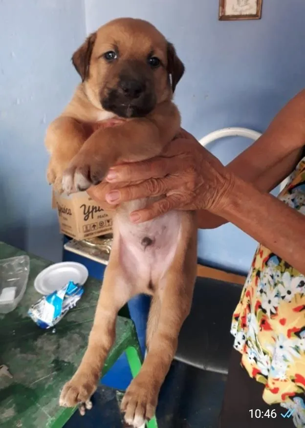 Cachorro ra a SRD-ViraLata idade Abaixo de 2 meses nome Melo
