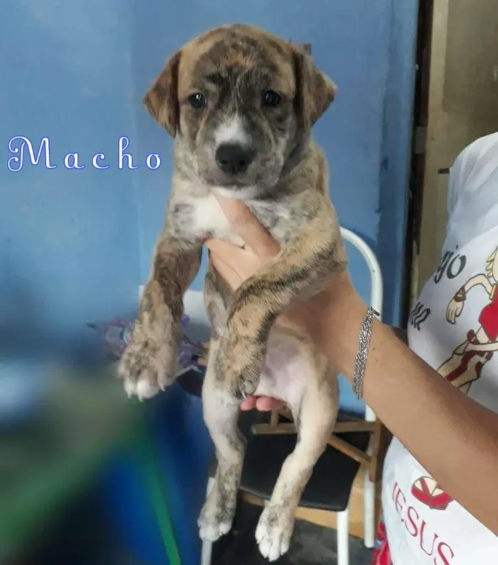 Cachorro ra a SRD-ViraLata idade Abaixo de 2 meses nome Raj
