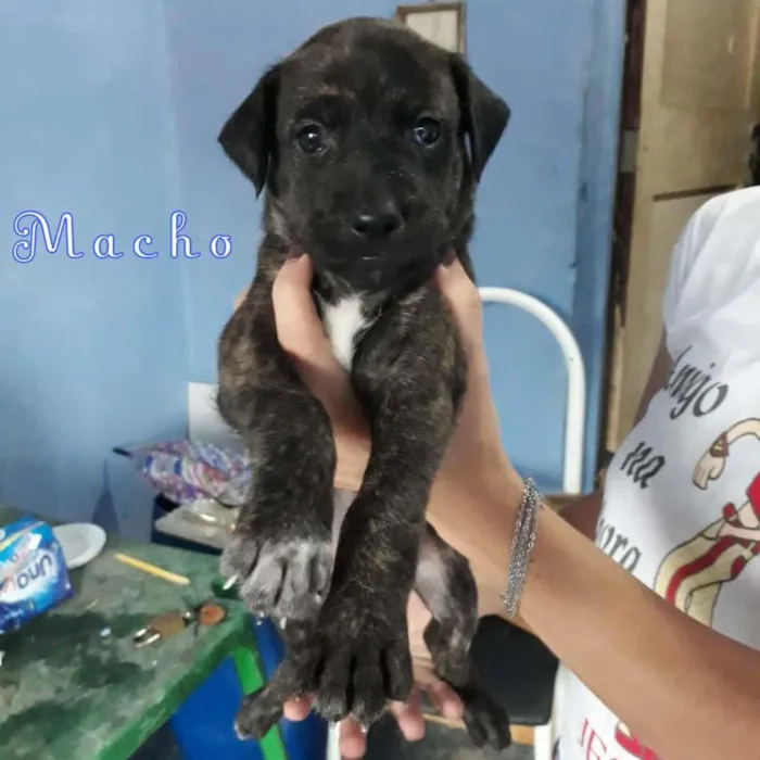 Cachorro ra a SRD-ViraLata idade Abaixo de 2 meses nome WillSmith