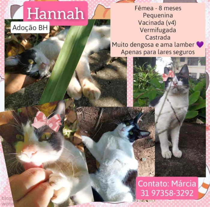 Gato raça Srd idade 7 a 11 meses nome Hanna
